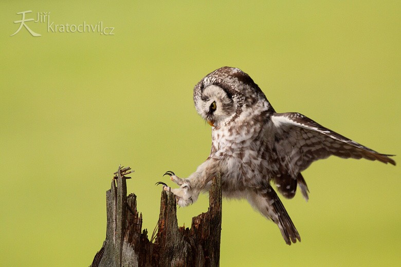 Sýc rousný - Aegolius funereus - Boreal Owl